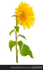 Sunflower flower with green leaves Isolated on white background.