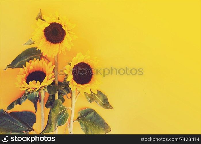 Sunflower fresh flowers on yellow, flat lay floral background with copy space, toned. Sunflowers on yellow