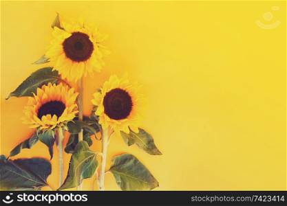 Sunflower fresh flowers on yellow, flat lay floral background with copy space, toned. Sunflowers on yellow