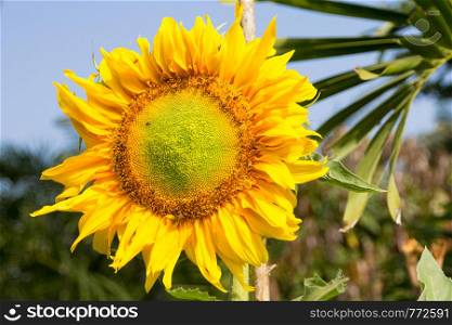 Sunflower growing in a garden