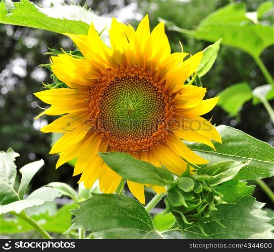 sunflower growing in the garden