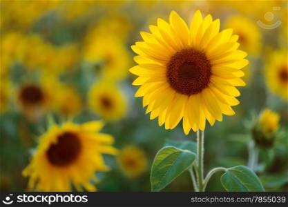 Sunflower growing on a farmers field