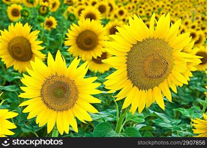 Sunflower grows on the field