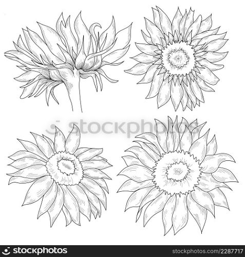 Sunflower hand drawn graphic illustration. Monochrome black and white floral clip art. Isolated outline. Floral ink pen sketch.