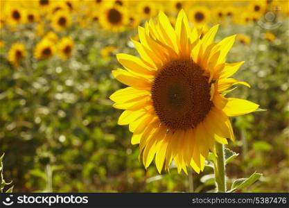 sunflower head over field in the summer