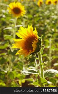 sunflower head over field in the summer
