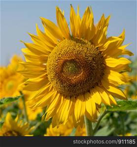Sunflower (Helianthus annuus), close up of the flower head
