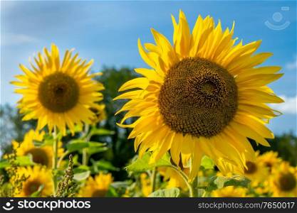 Sunflower in a field of sunflowers in summer sunshine