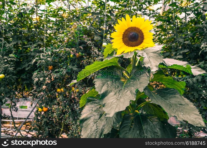 Sunflower in a greenery with tomato plants