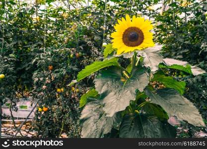 Sunflower in a greenery with tomato plants