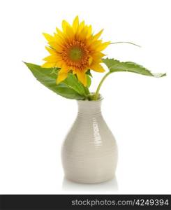 Sunflower In A Vase On White Background