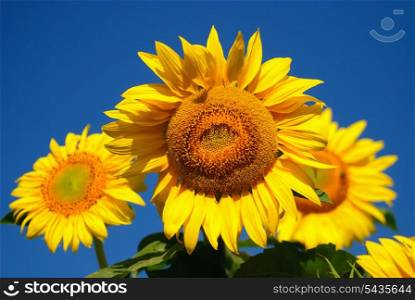 Sunflower in field on deep blue sky background