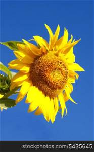 Sunflower in field on deep blue sky background