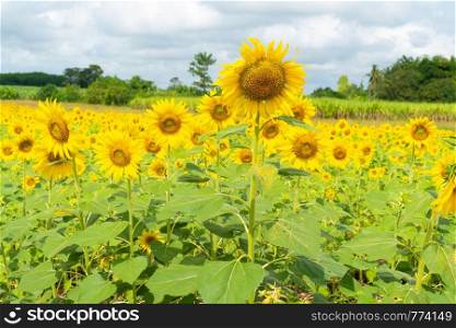 Sunflower in field summer. Bloom sunflower field morning.