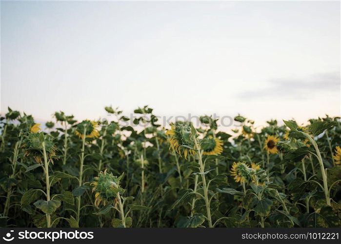 Sunflower in field with the sky at sunrise.