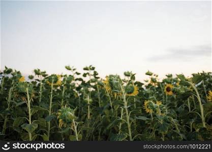 Sunflower in field with the sky at sunrise.