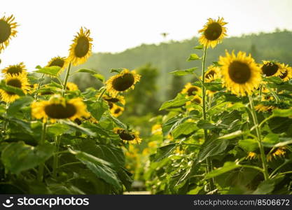 Sunflower in filed, blooming sunflowers with a mountain on cloudy sky background.