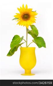 Sunflower in flowerpot. Fresh, clean natural flower isolated on white