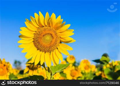 Sunflower in garden with sky background. Sunflower garden during the daytime with sun light.