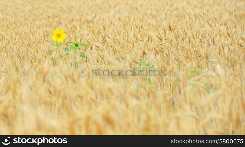 sunflower in golden cereal field