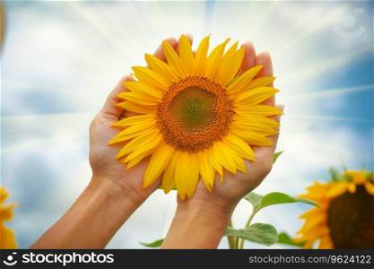 Sunflower in hands. Nature and care scene.
