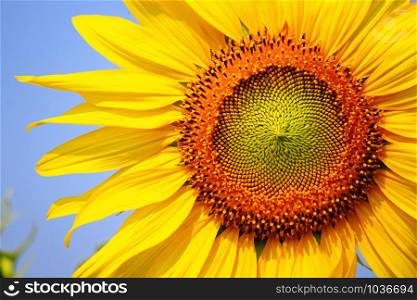 Sunflower in nature bloom