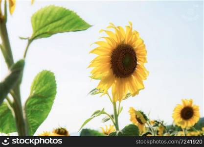 Sunflower in summer at the sunlight.