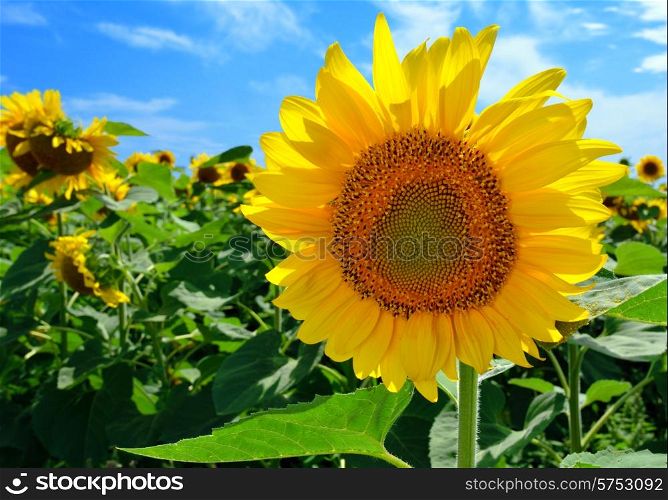 Sunflower in the field against the blue sky on a sunny day