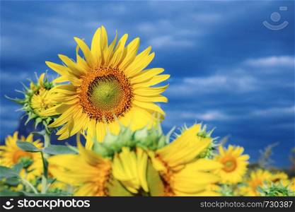 Sunflower in the winter with blue sky.