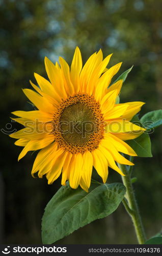 Sunflower in warm afternoon sunlight. Vertical view