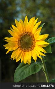 Sunflower in warm afternoon sunlight. Vertical view