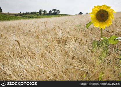 Sunflower in wheatfield