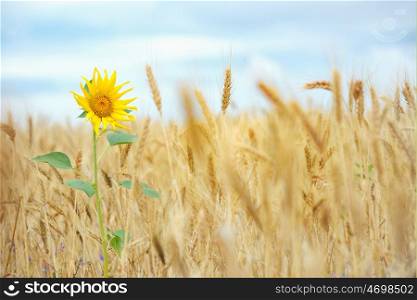 Sunflower isolated in wheat field and blue sky