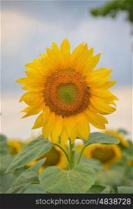 Sunflower isolated on field and blue sky