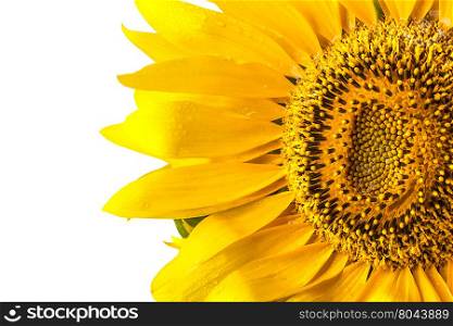 Sunflower isolated on white background close up