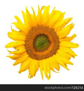 Sunflower isolated on white background. Top view
