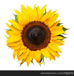 Sunflower isolated on white background. Top view