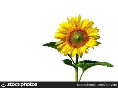 sunflower isolated on white with clipping path