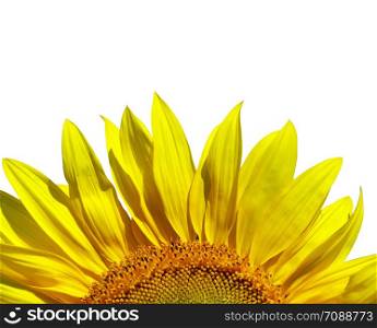 sunflower isolated over white background