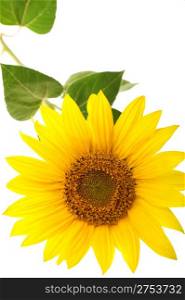 sunflower isolated.tall plant with a large yellow-petalled flower that produces edible seeds