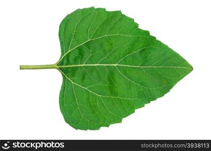 Sunflower leaf
