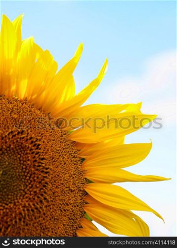 Sunflower macro