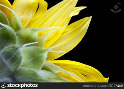 sunflower macro on black background