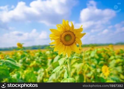 Sunflower natural background. Sunflower blooming. Close-up of sunflower. Sunflowers symbolize adoration, loyalty and longevity.