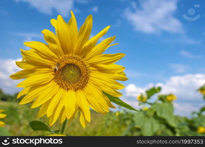 Sunflower natural background, Sunflower blooming, Sunflower oil improves skin health and promote cell regeneration