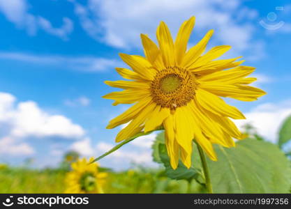 Sunflower natural background, Sunflower blooming, Sunflower oil improves skin health and promote cell regeneration