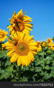 Sunflower natural background, Sunflower blossom, Sunflower oil improves skin health. Sunflower natural background, Sunflower blossom