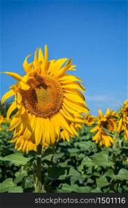 Sunflower natural background, Sunflower blossom, Sunflower oil improves skin health. Sunflower natural background, Sunflower blossom