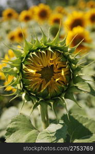 Sunflower not blooming. A blossoming flower of an agricultural kind of a plant from which do oil