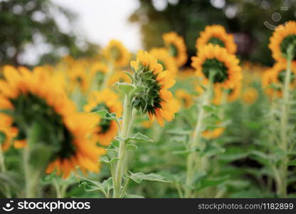 Sunflower of back in garden with the sky background.